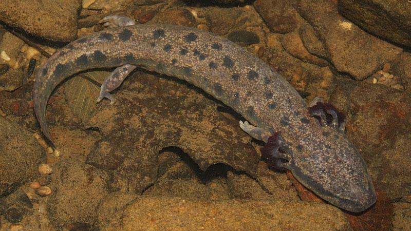 mudpuppy