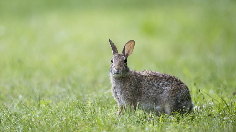 rabbit