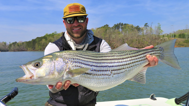stripers