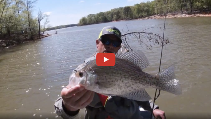 crappie