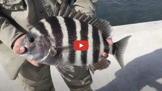 sheepshead