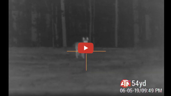 thermal imaging