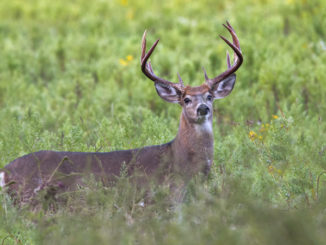 chronic wasting disease