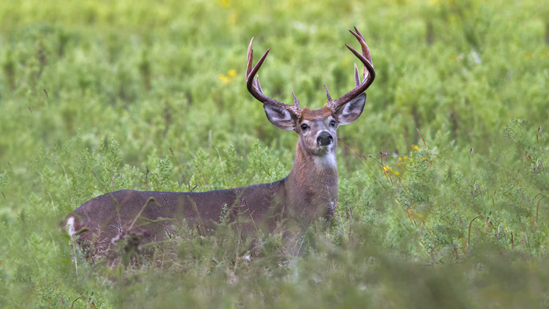 chronic wasting disease
