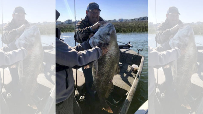 black drum