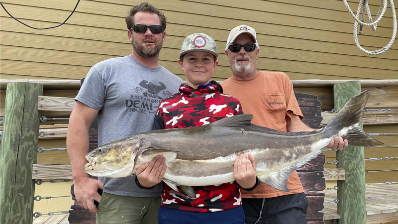 cobia