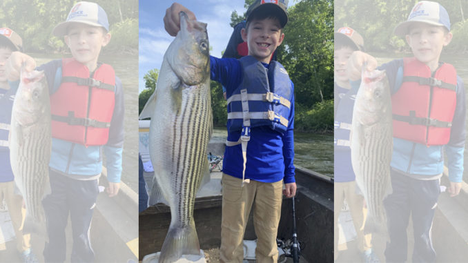 stripers