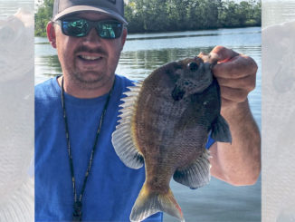 bluegills