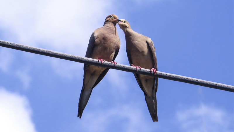dove