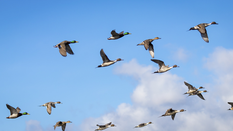 migratory game bird