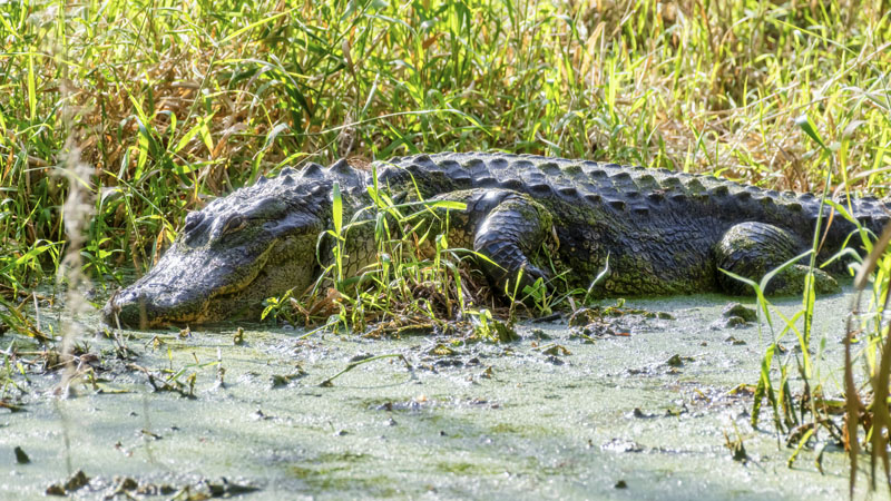 alligator