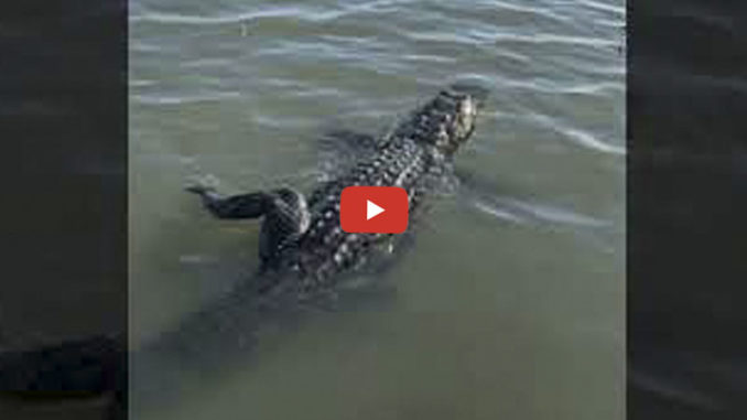 alligator