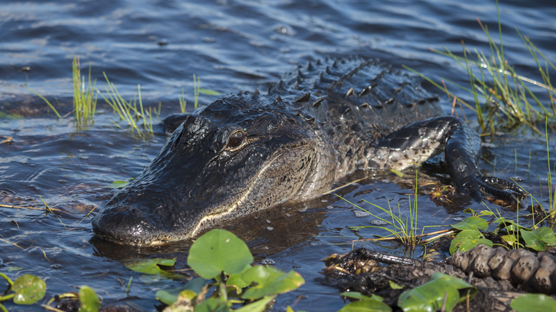 gator