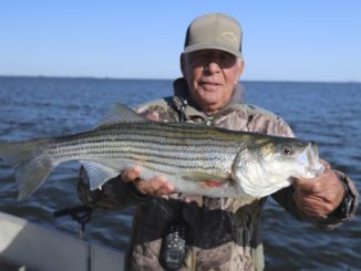 striper