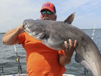 45-pound blue catfish