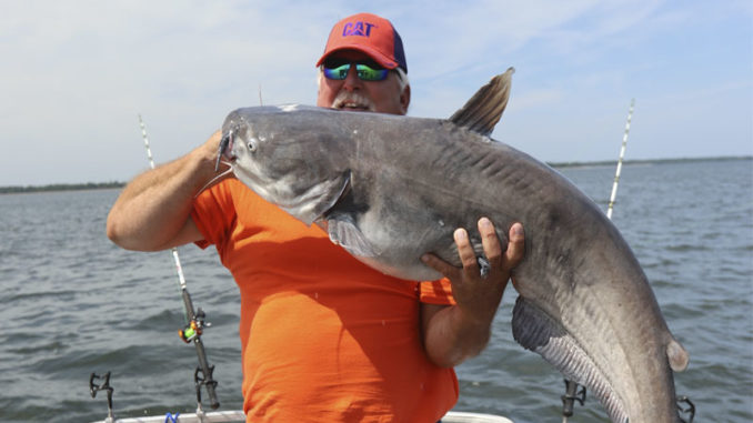 45-pound blue catfish