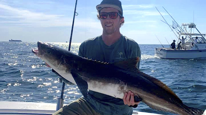 cobia