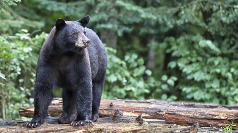 bear
