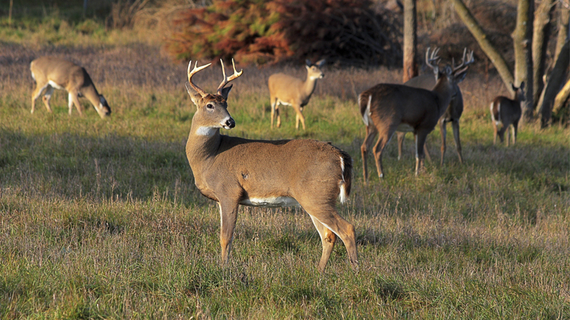 deer harvest