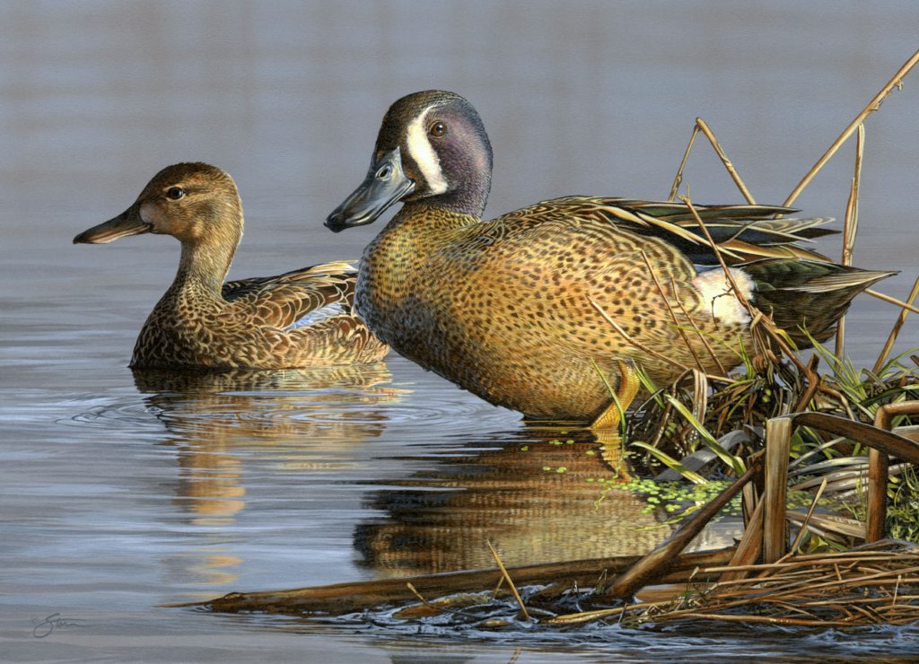 duck stamp