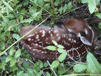 wildlife