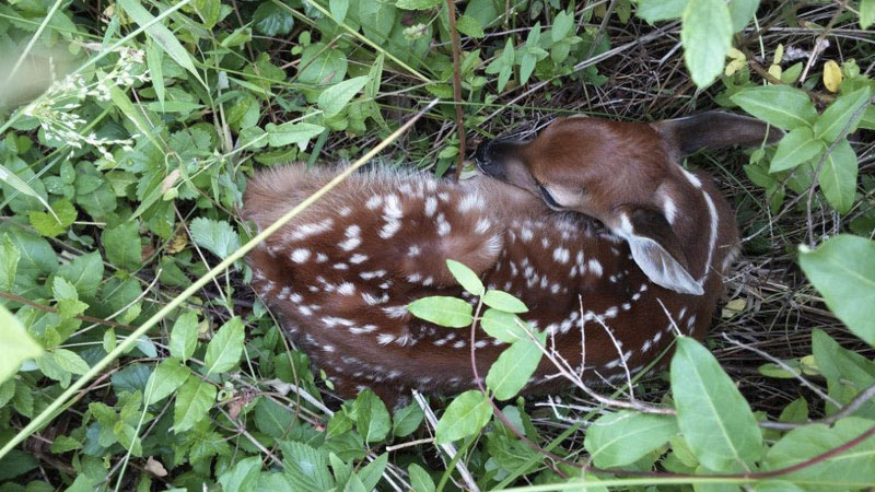 wildlife