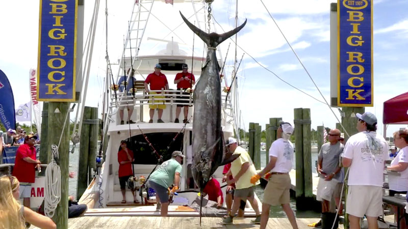 blue marlin