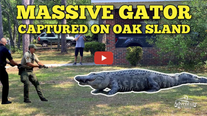 gator