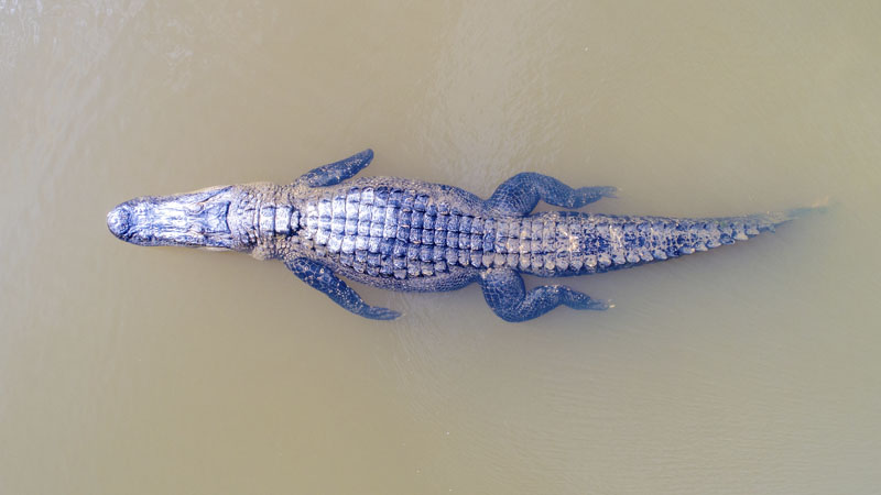 alligator