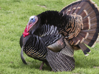 turkey