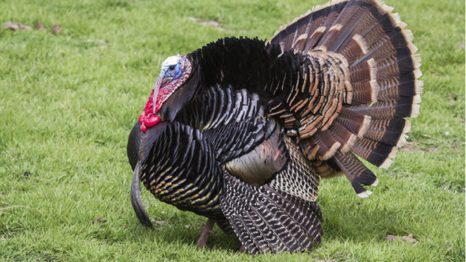 turkey