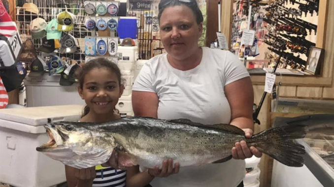 speckled trout