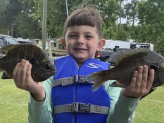 bream