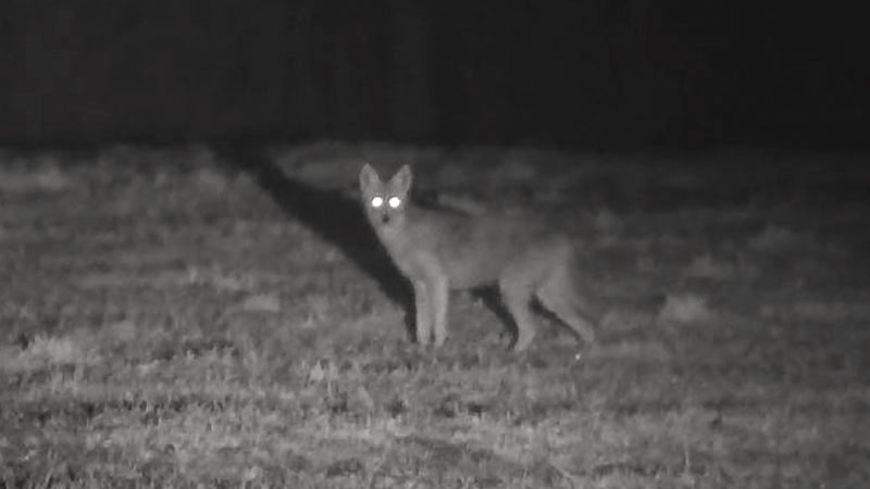 coyote