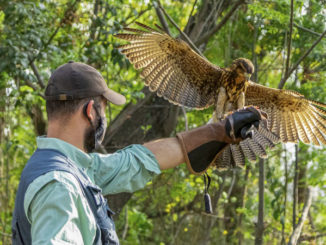 falconry