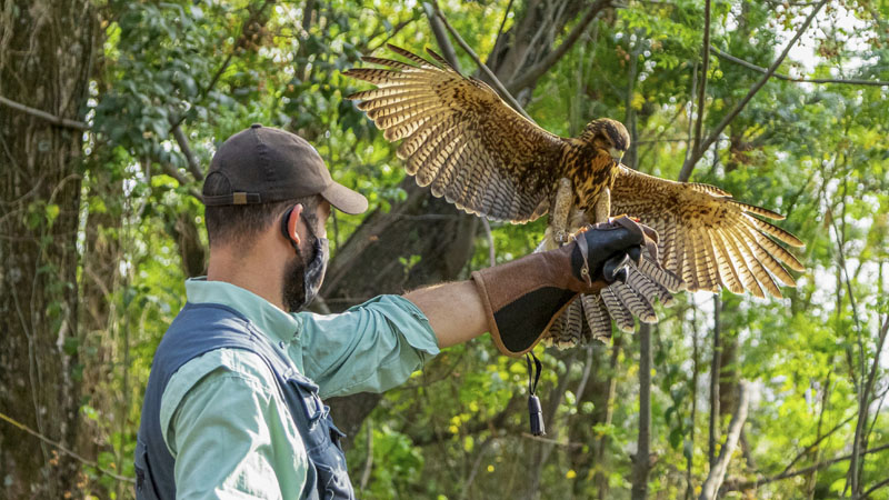 falconry