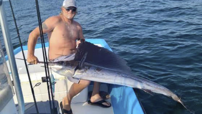 sailfish