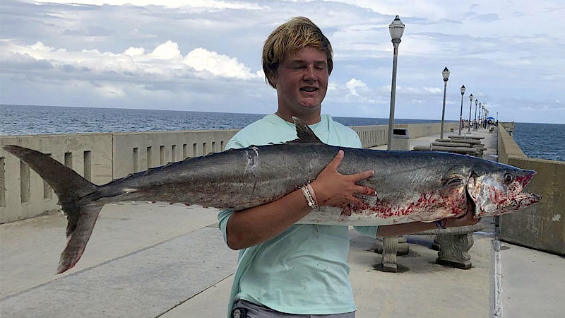 king mackerel
