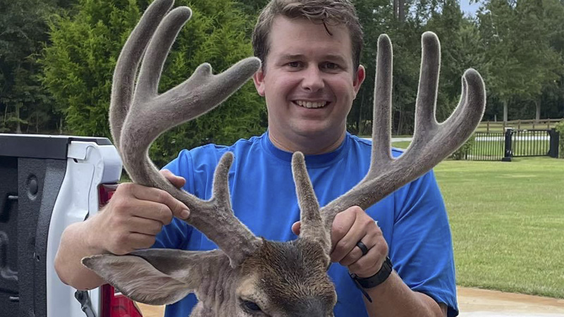 bucks in velvet