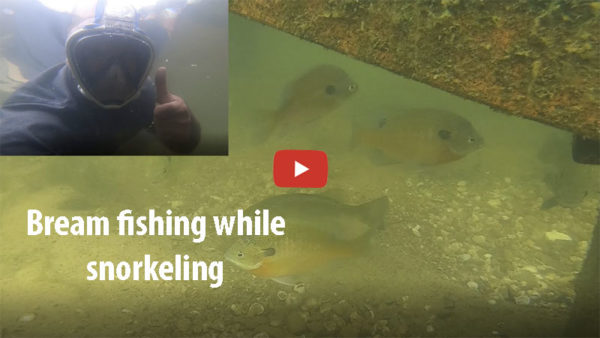 bream fishing while snorkeling