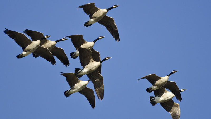 migratory bird