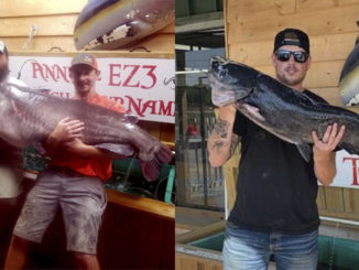 catfish