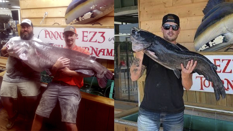 catfish