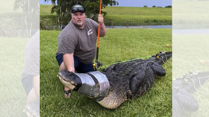 gator