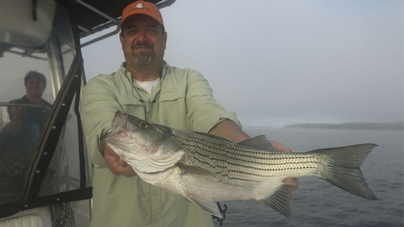 striped bass
