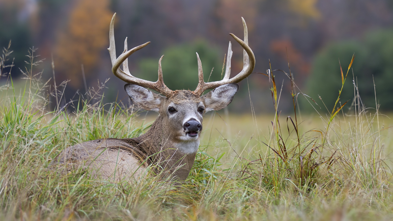 whitetails
