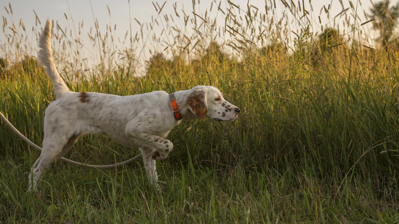 Bird Dog Training Areas