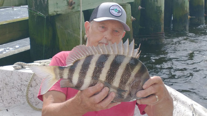 sheepshead