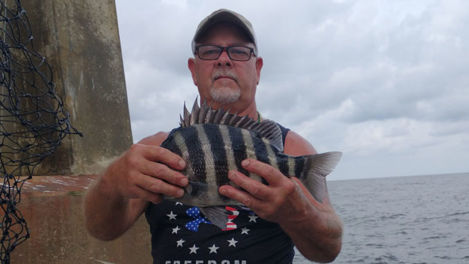 sheepshead