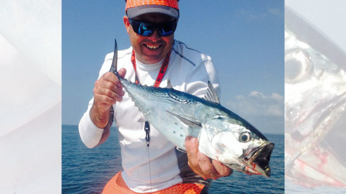 false albacore